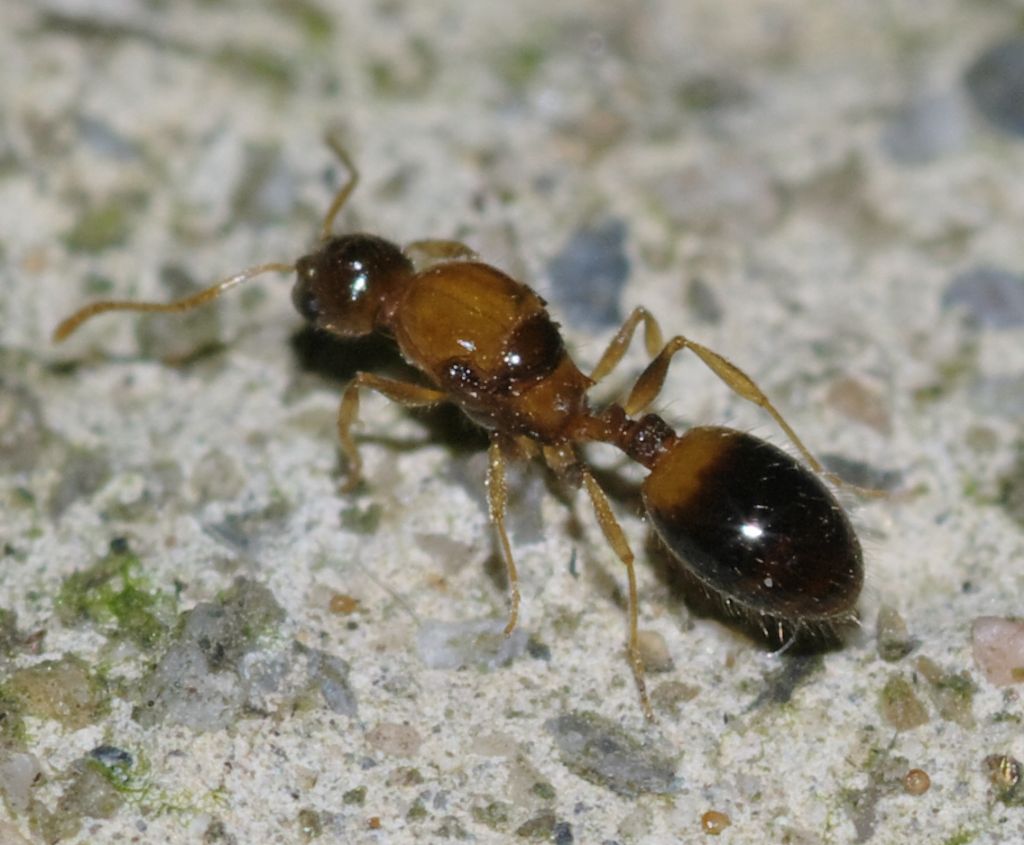 Regina di Temnothorax sp.